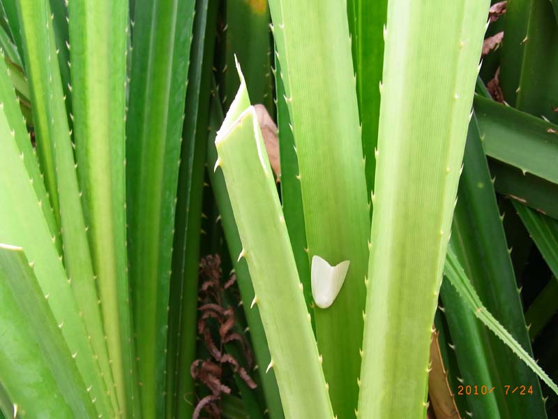 RIMG0052