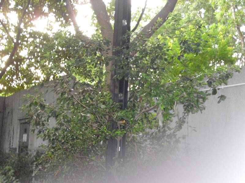 DSCI0307