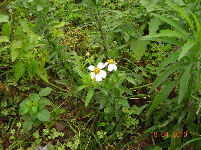 DSCN2005