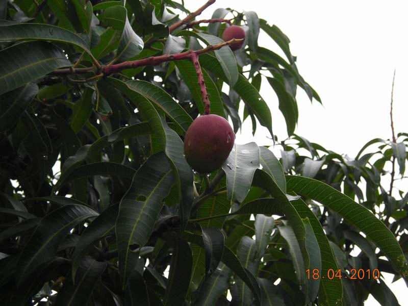 DSCN2010