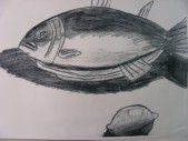 DSCN0516.JPG